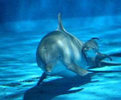 Рождение дельфина. Забота о потомстве